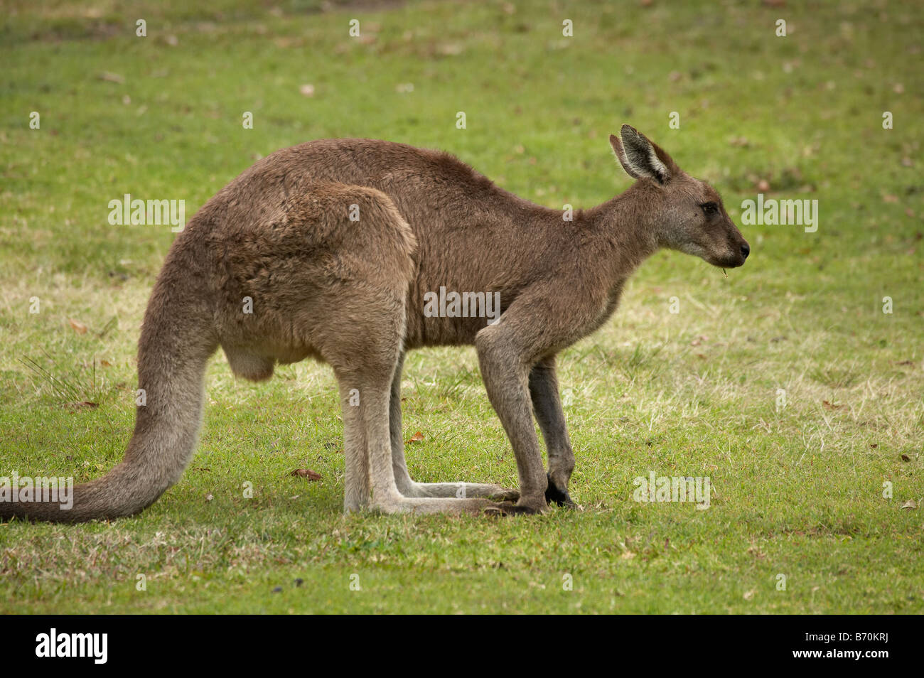 New South Wales Australien Kangaroo Trial Bay Stockfoto