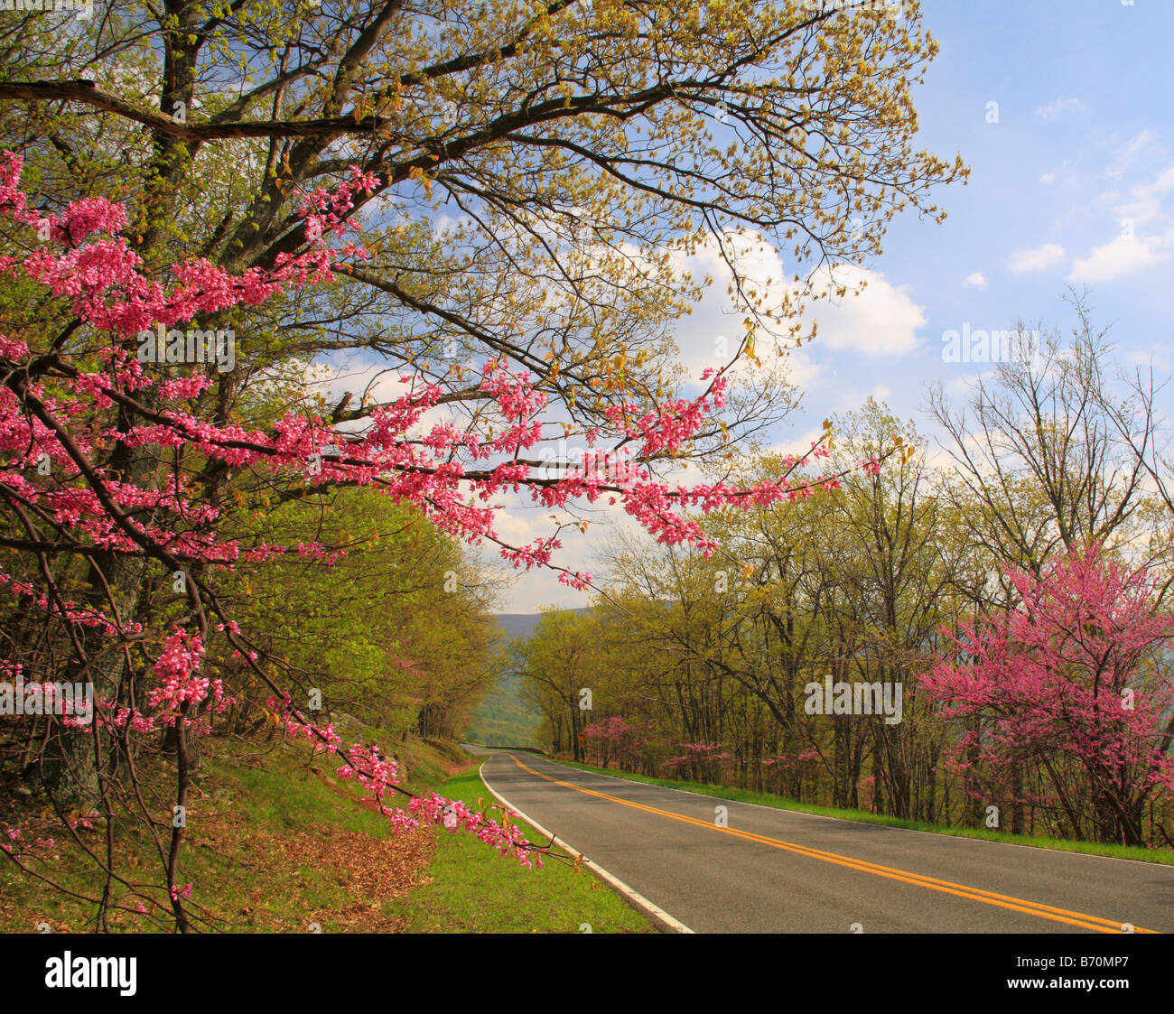 Redbud und Skyline Drive, Shenandoah-Nationalpark, Virginia, USA Stockfoto