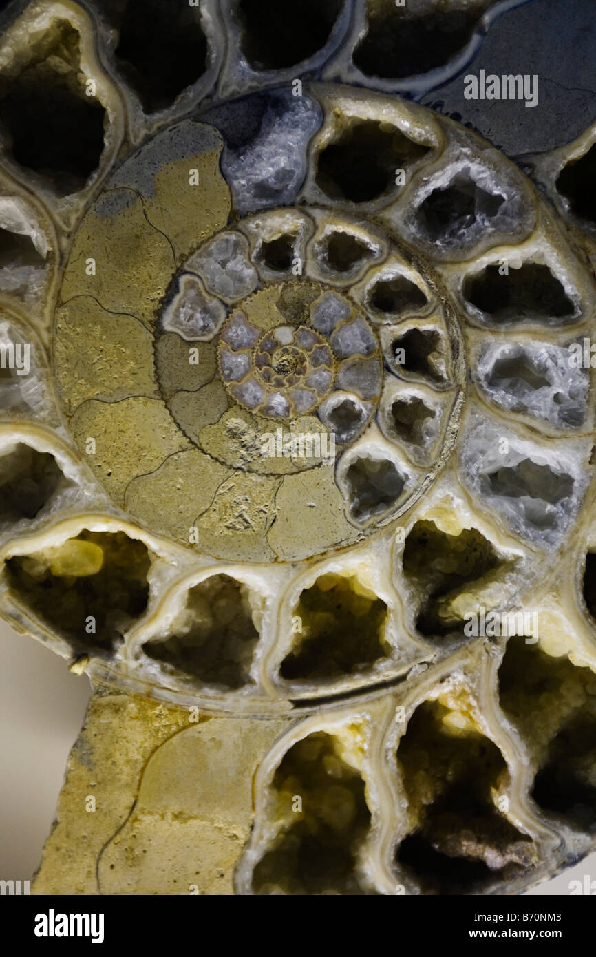 A Cross-Schnittansicht von einem Ammoniten aus der Zeit des Jurasic Stockfoto