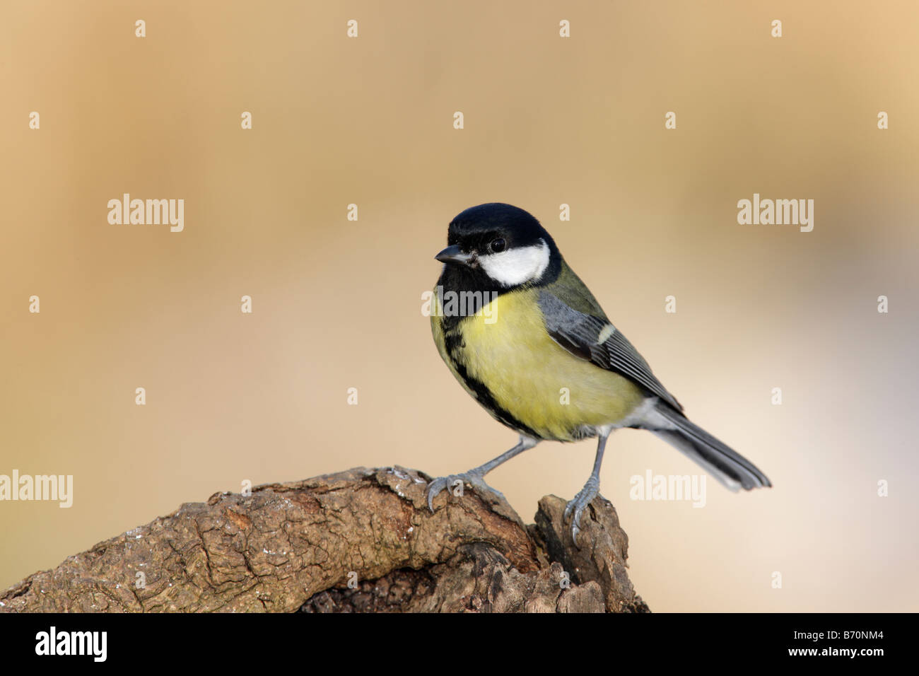 Kohlmeise Parus Major thront aussehende alert Potton Bedfordshire Stockfoto
