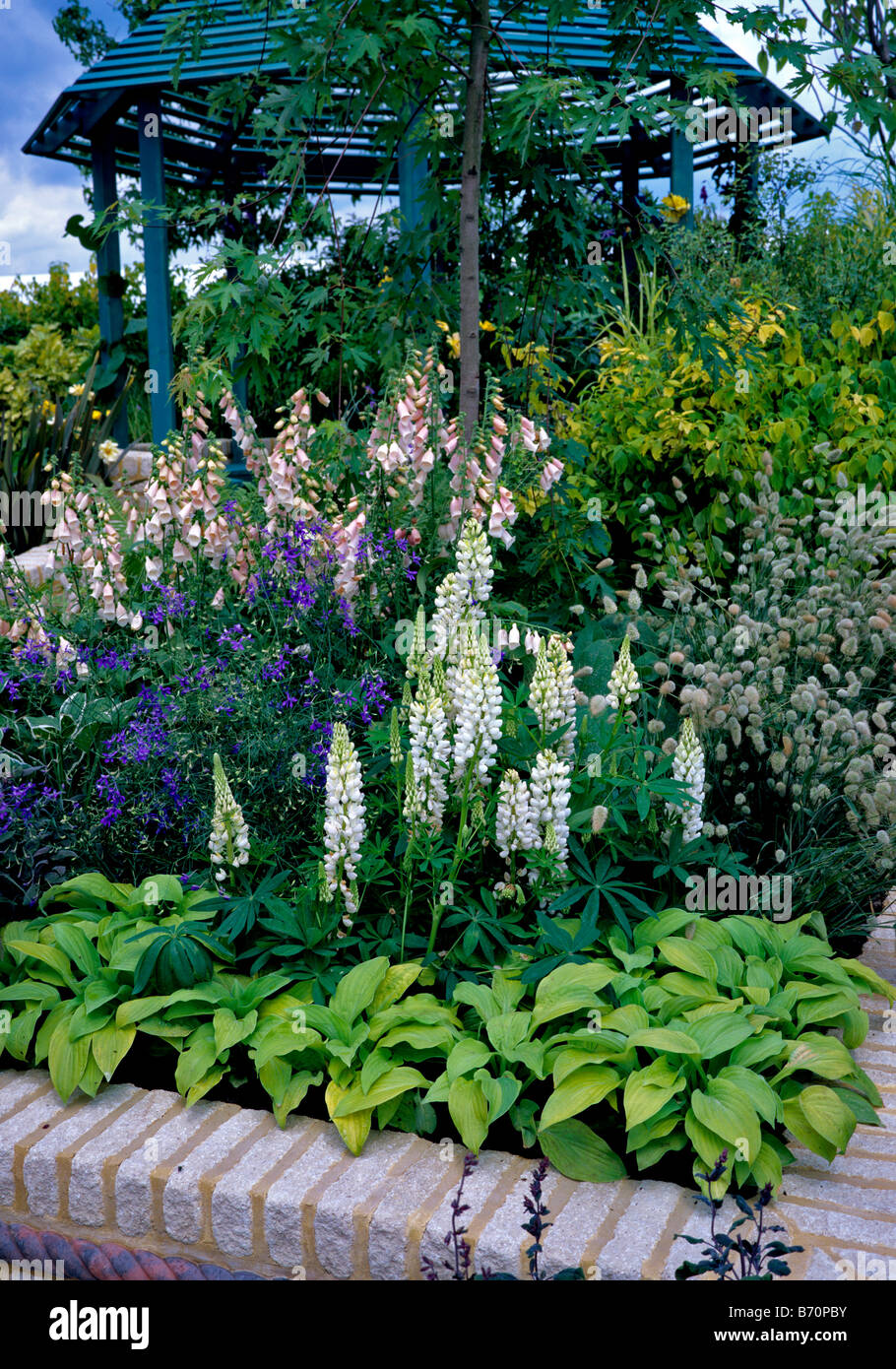 Angehobener Rahmen mit weißen Lupinen und Bunny Tail grass Stockfoto