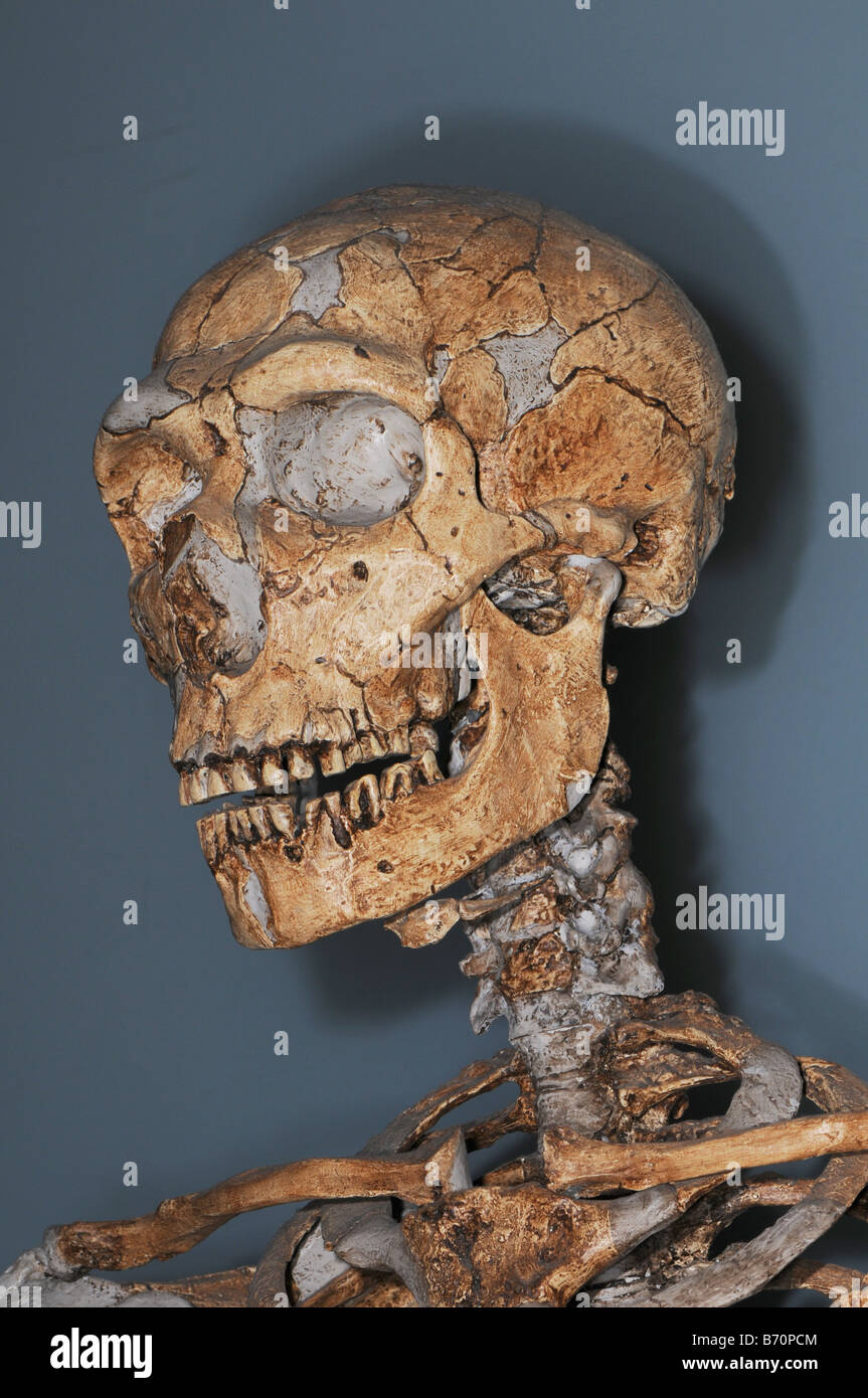 Besetzung von einem Schädel eines Neandertalers Homo neanderthalensis Stockfoto