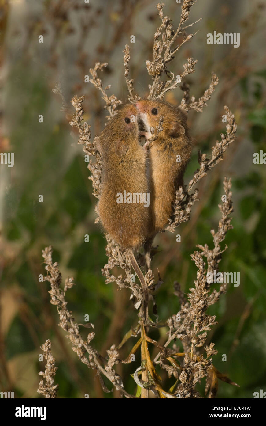 Paar der Ernte Mice(micromys minutus) Stockfoto