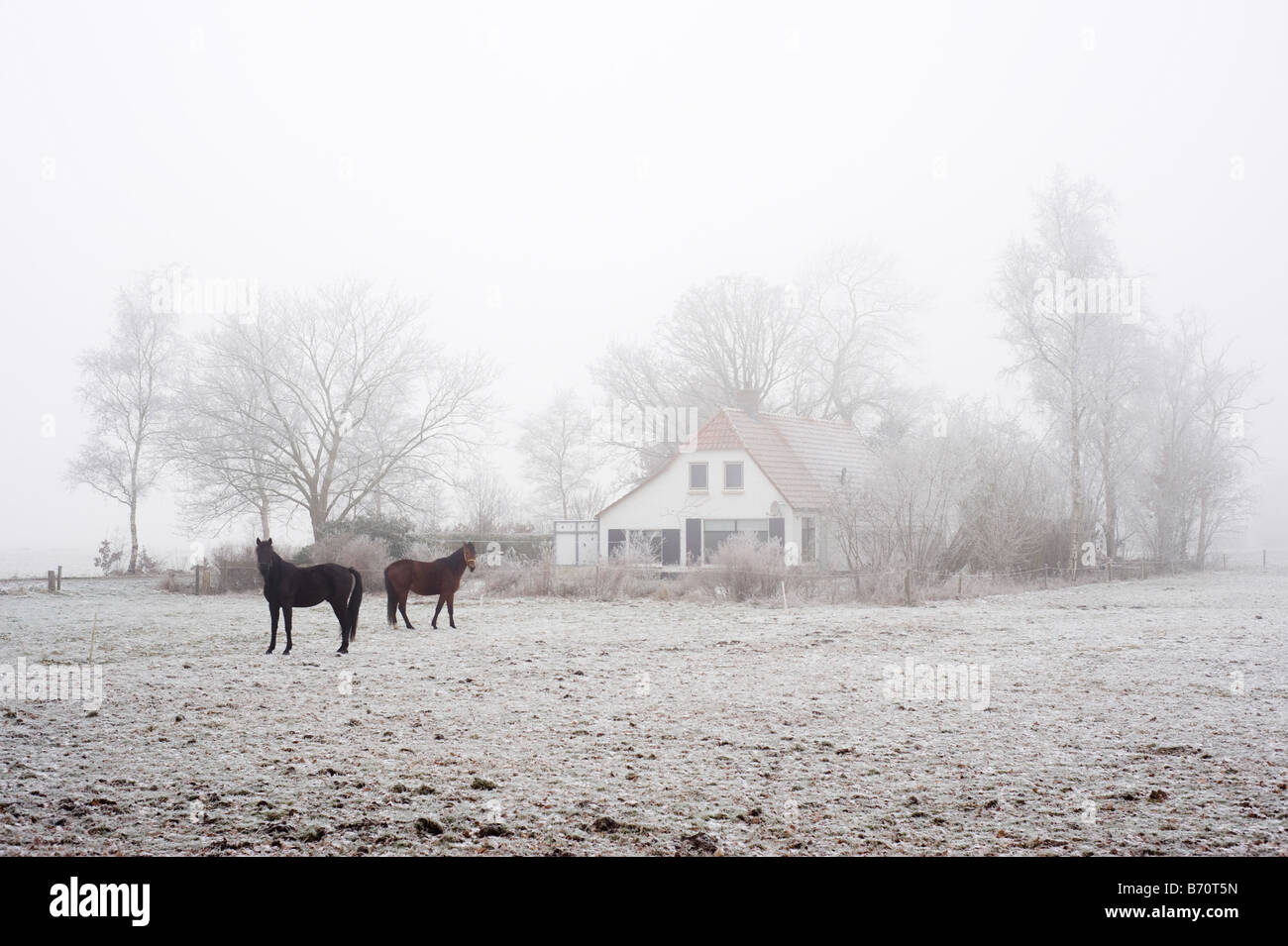 Bauernhof im Winter Drenthe Niederlande Stockfoto