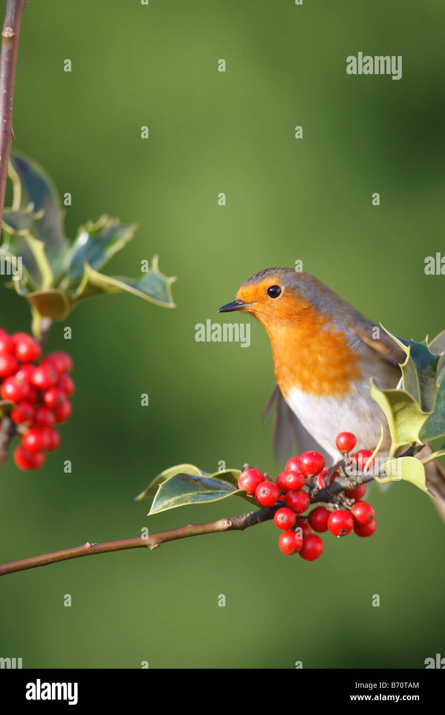 ROBIN Erithacus Rubecula SITZSTANGEN AMONGST HOLLY Beeren Stockfoto