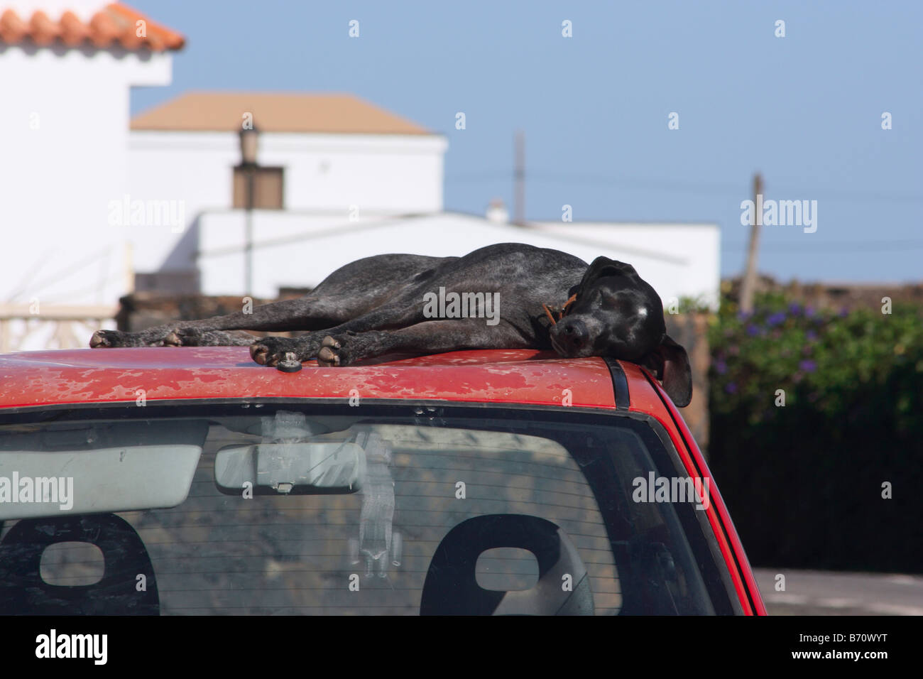 Großer Hund schläft auf dem Dach an einem heißen Tag Stockfoto