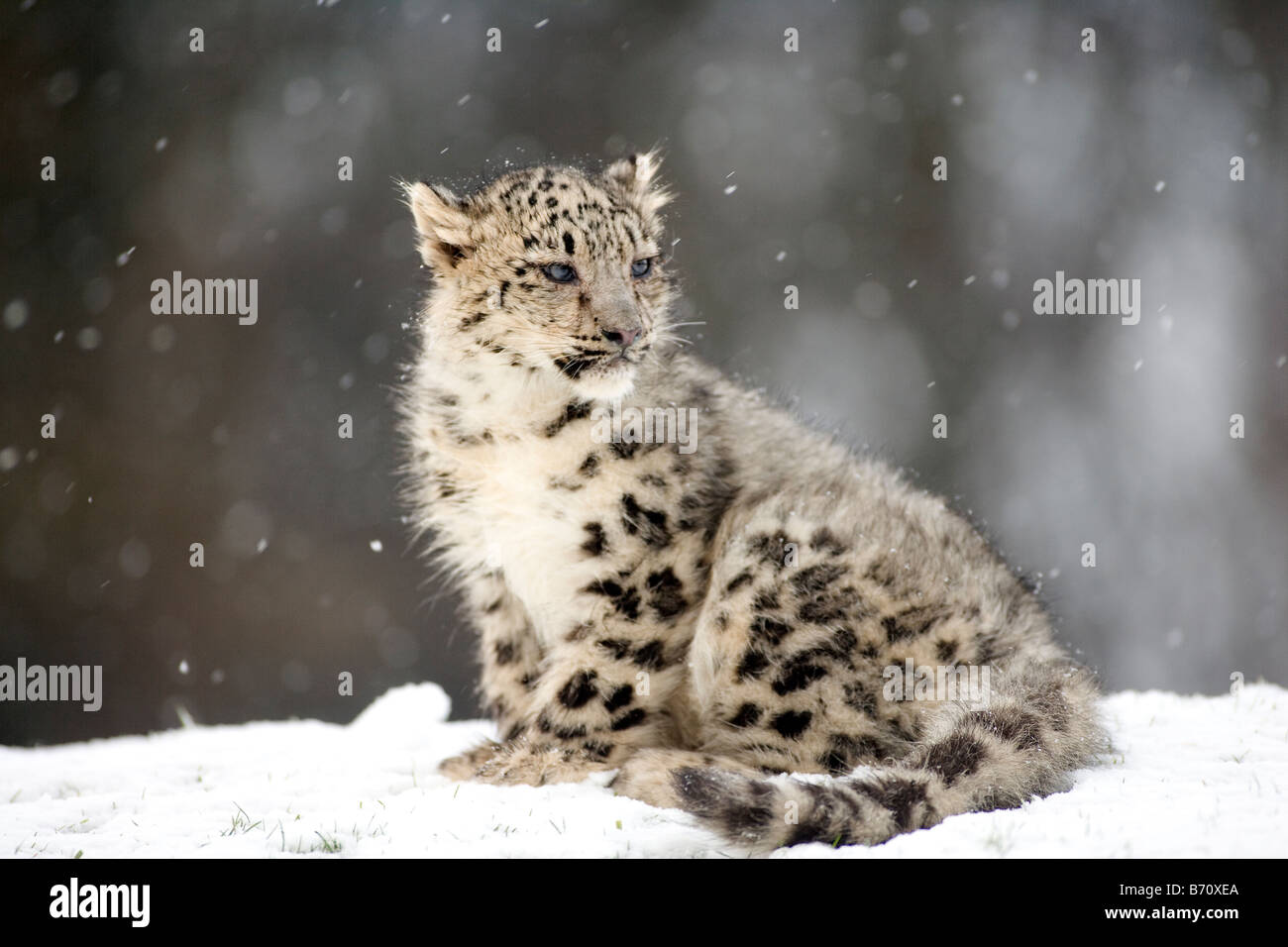 Snow Leopard Cub im Schnee Stockfoto