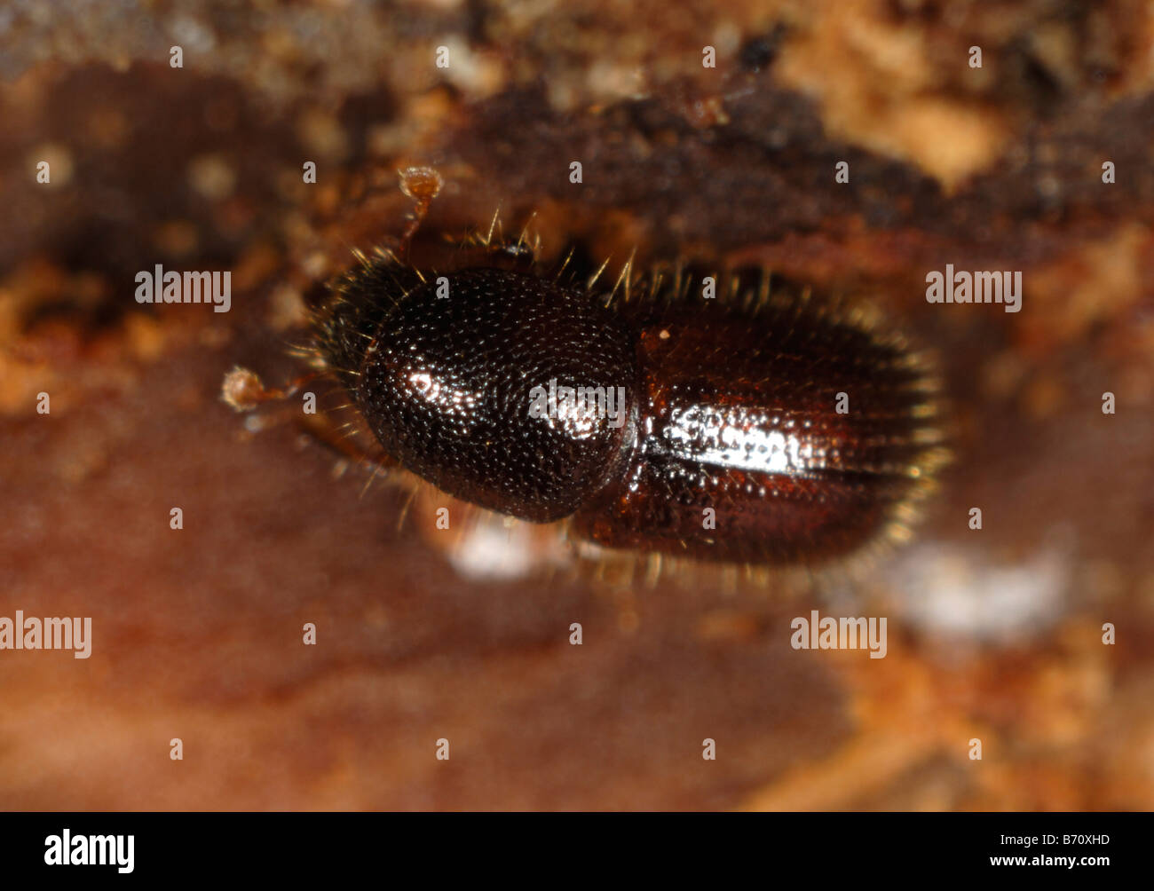 Borkenkäfer Xyleborus sp ein Holz langweilig Käfer in beschädigten Zierbaum Stockfoto
