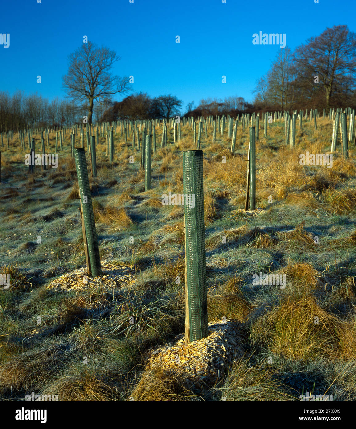 Neu gepflanzte Bäume. Stockfoto