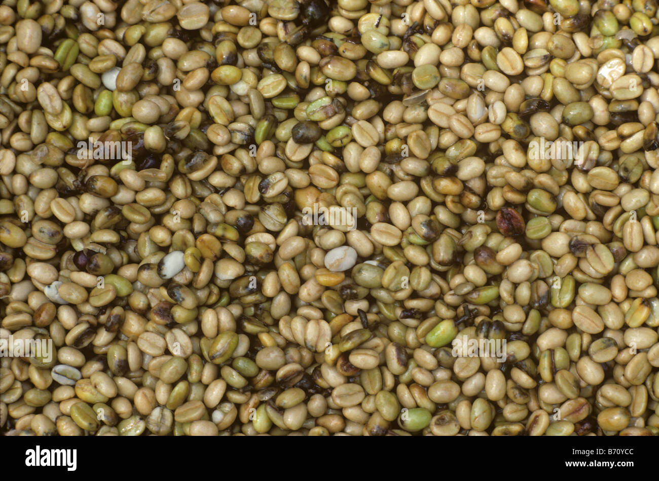 Kaffee Bohnen nach der Sortierung und durch Kaffee Beere Borer Hypothenemus Hampei beschädigt Stockfoto