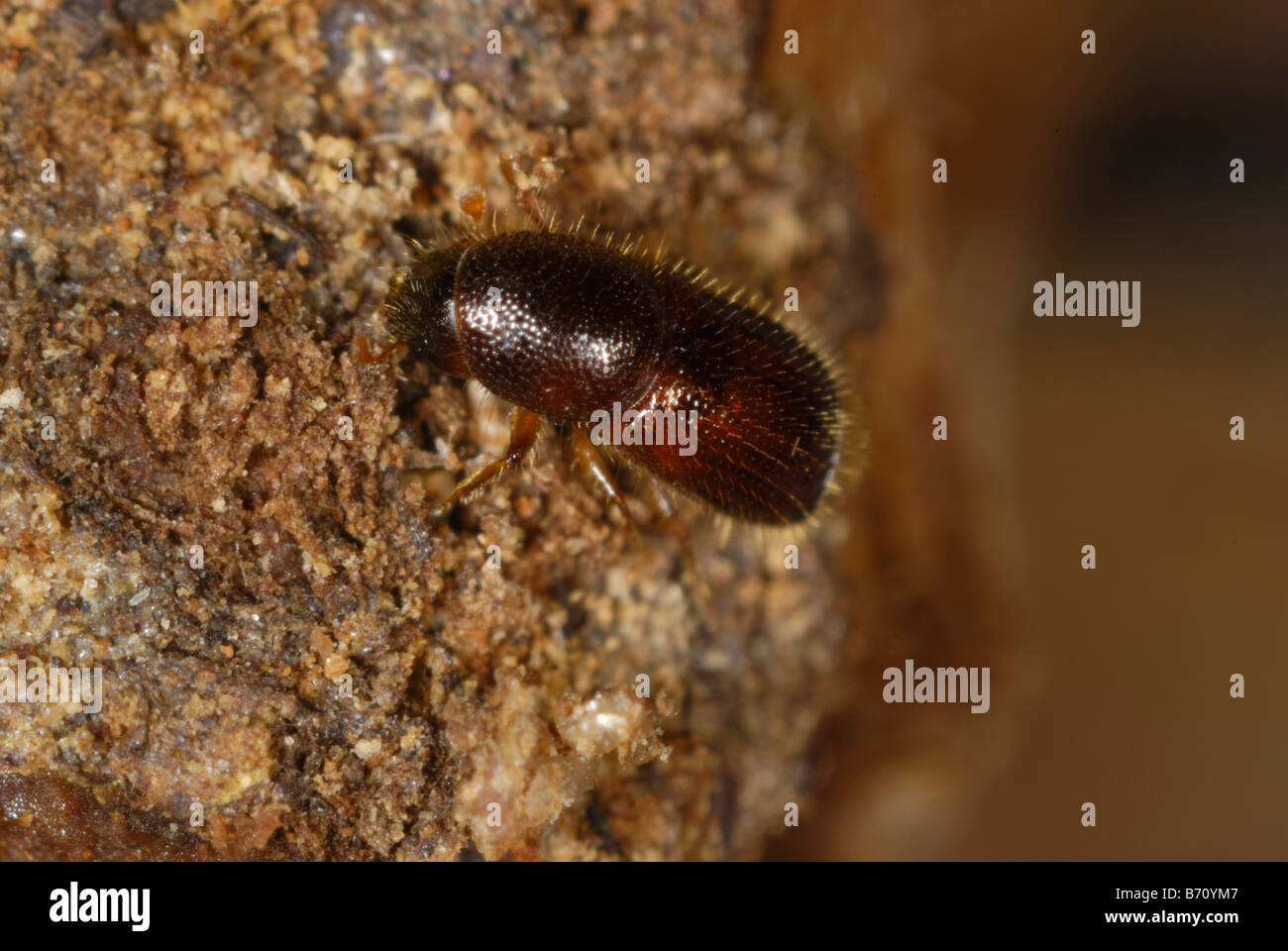 Borkenkäfer Xyleborus sp ein Holz langweilig Käfer in beschädigten Zierbaum Stockfoto