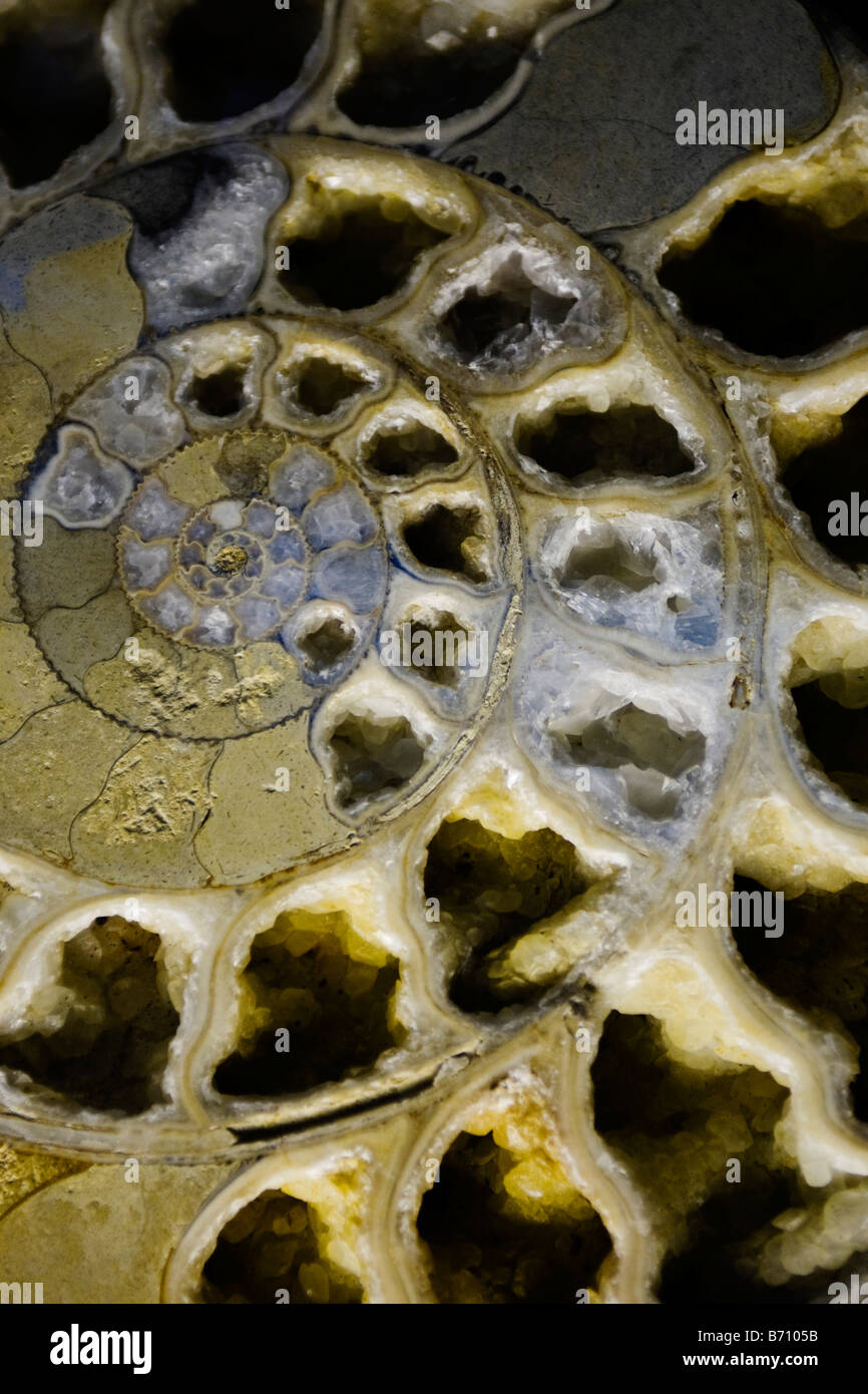 A Cross-Schnittansicht von einem Ammoniten aus der Zeit des Jurasic Stockfoto