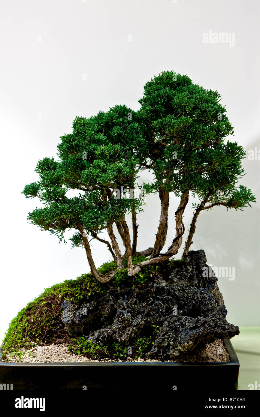 Bonsai-Baum Stockfoto