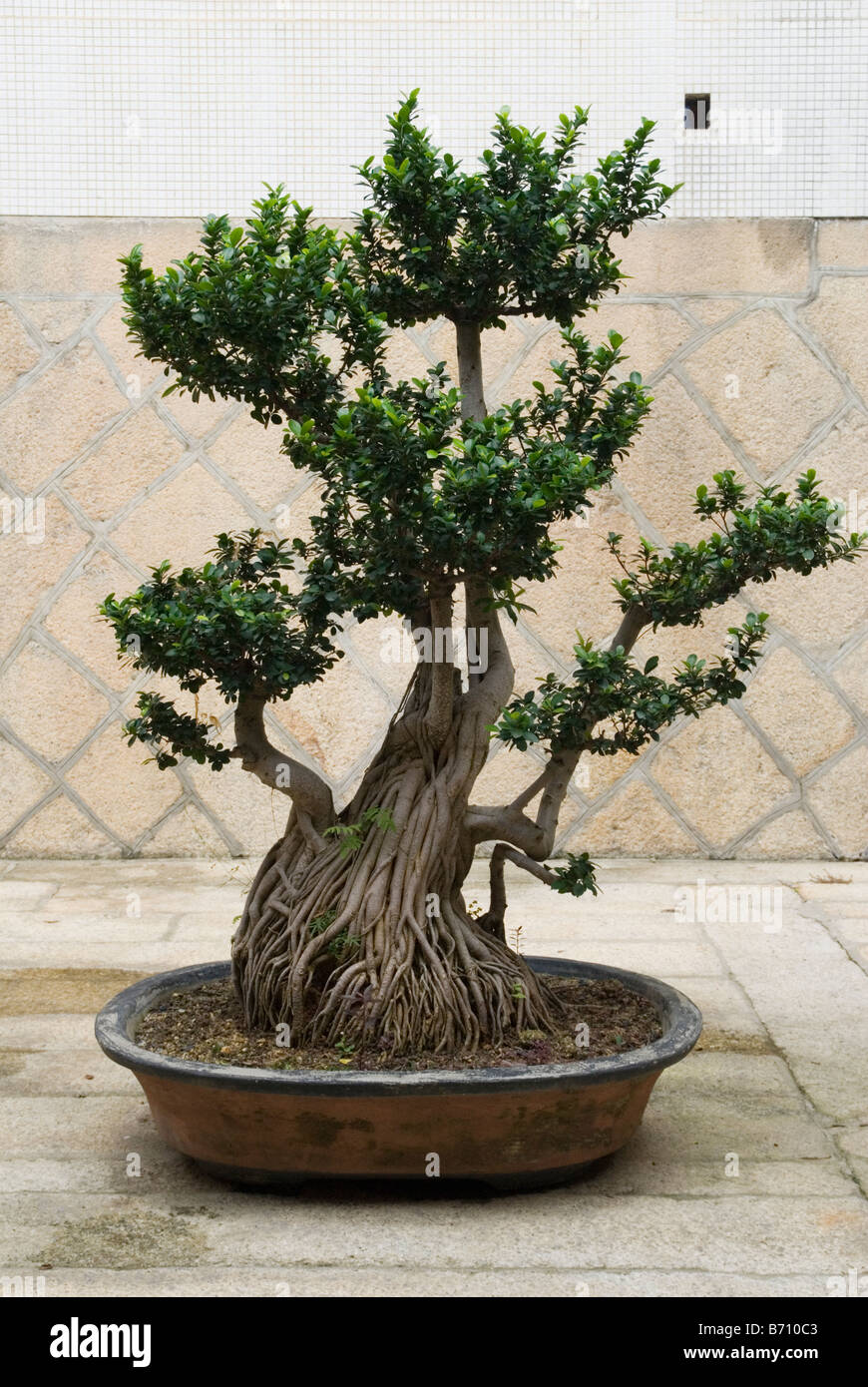 Chinesische Banyan Bonsai Baum in einen flachen Behälter an der buddhistischen Kek Lok Si Tempel bei Air Itam, Penang, Malaysia Stockfoto