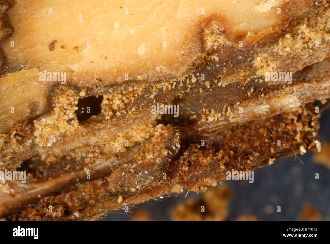 Borkenkäfer Xyleborus sp Holz bohren Käfer Schäden an Zierbaum Stockfoto