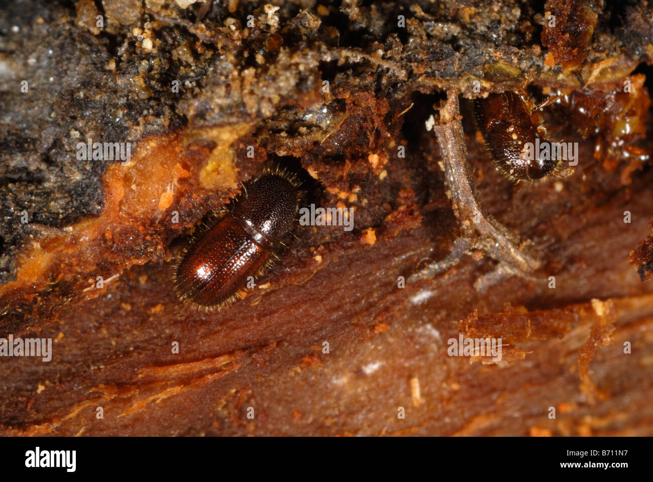 Borkenkäfer Xyleborus sp Holz bohren Käfer in beschädigten Zierbaum Stockfoto