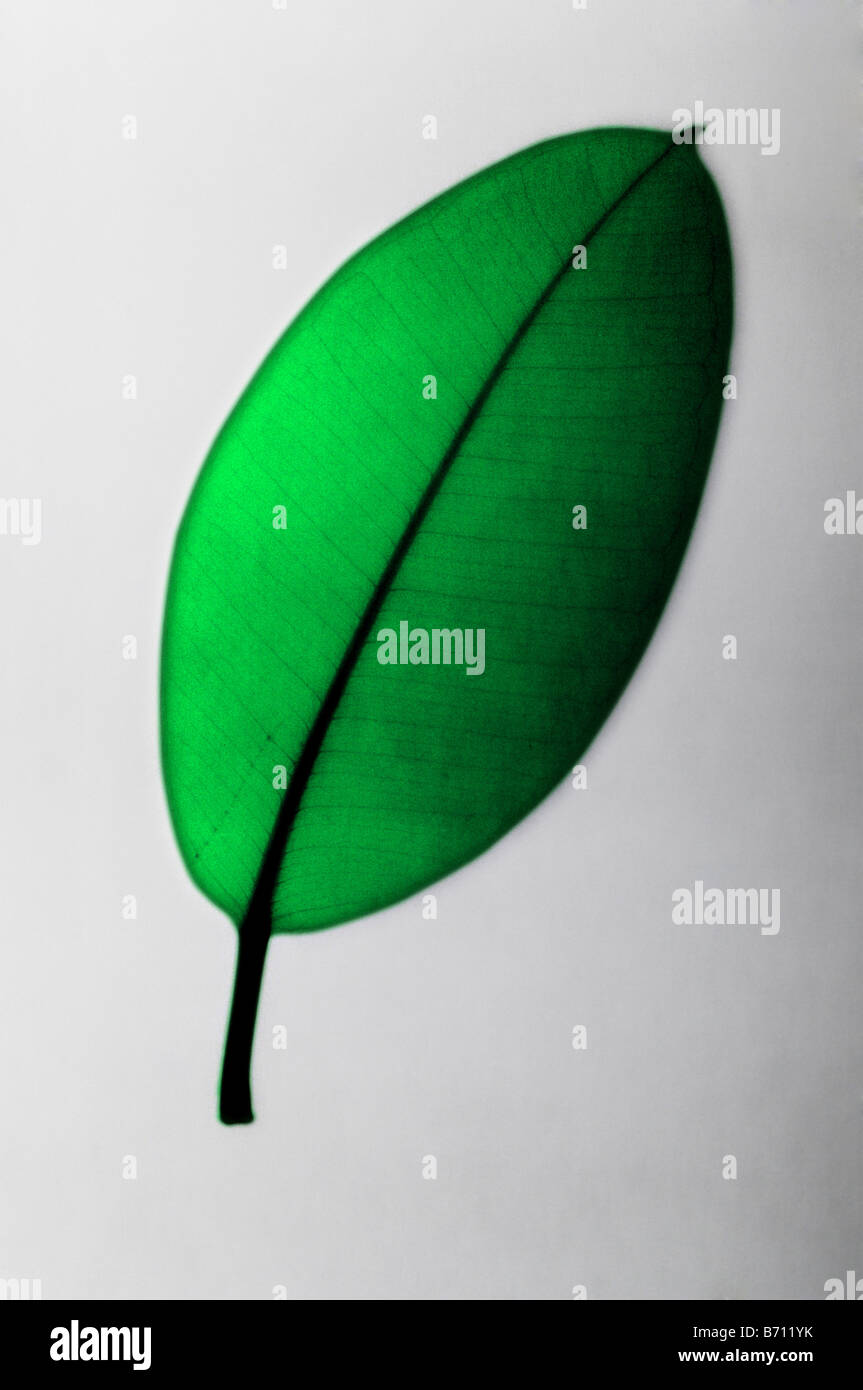 Röntgenbild eines Gummibaum-Blattes, eingefärbt Stockfoto