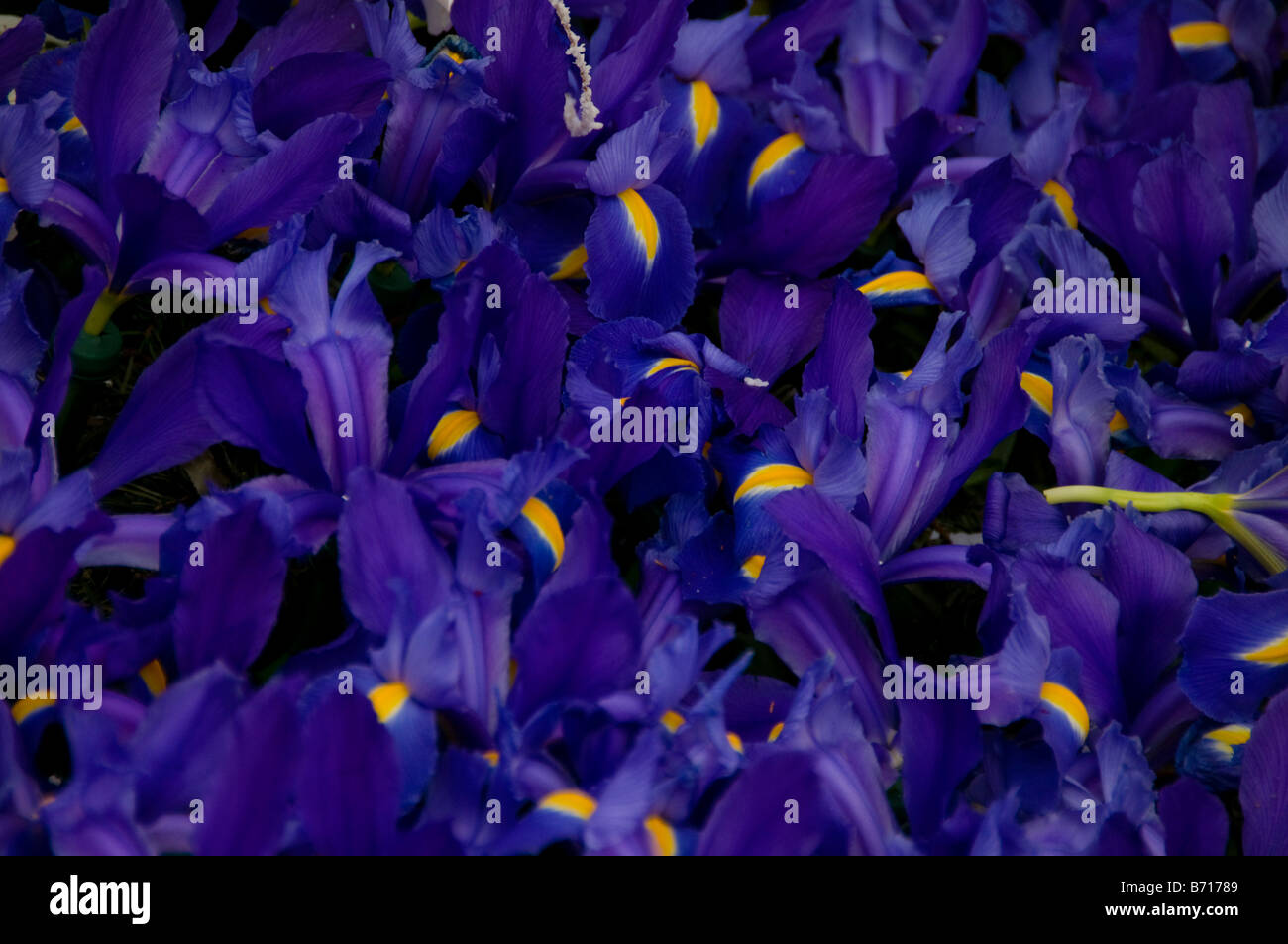 Violette Iris Hintergrundbild Stockfoto