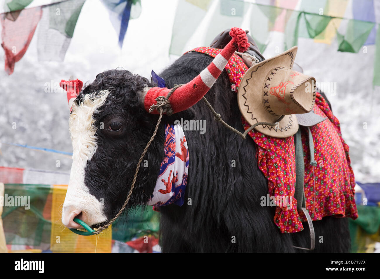 Ein Yak mit Wolle Stulpen auf seine Hörner ein Kunde am See Tsomgo in Nord-Sikkim erwartet. Stockfoto