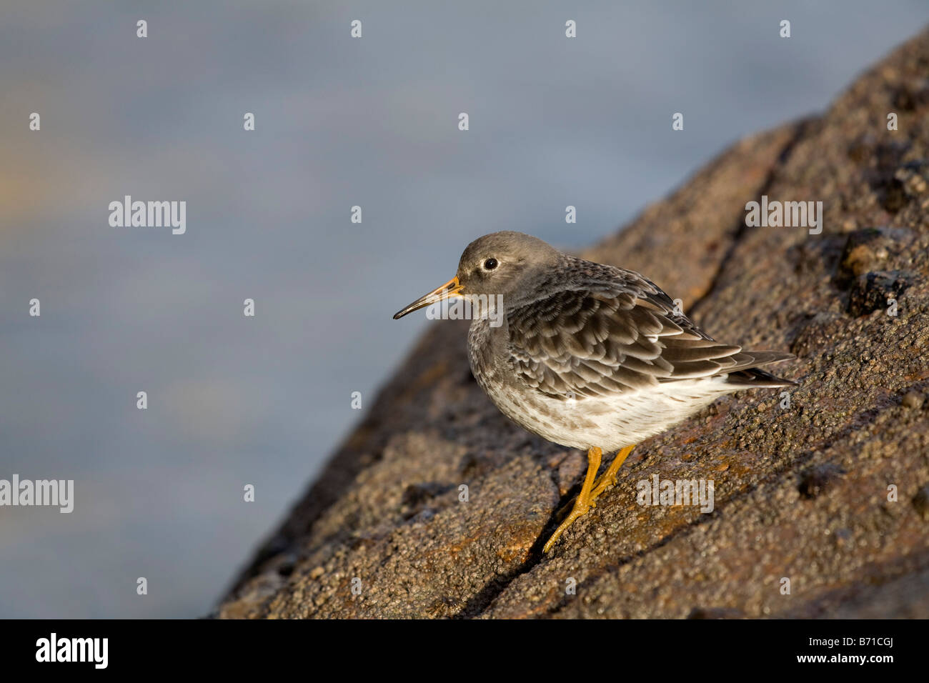 Meerstrandläufer Calidris Maritima cornwall Stockfoto