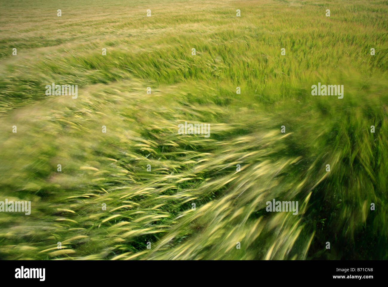 Ein Feld von Getreide wird durch den Wind geblasen. Stockfoto