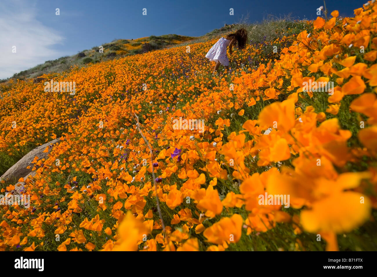 kleines Mädchen 7 Jahre alt Kommissionierung California Poppies von einem Hügel in Lake Elsinore riverside County Kalifornien Usa Herr Stockfoto