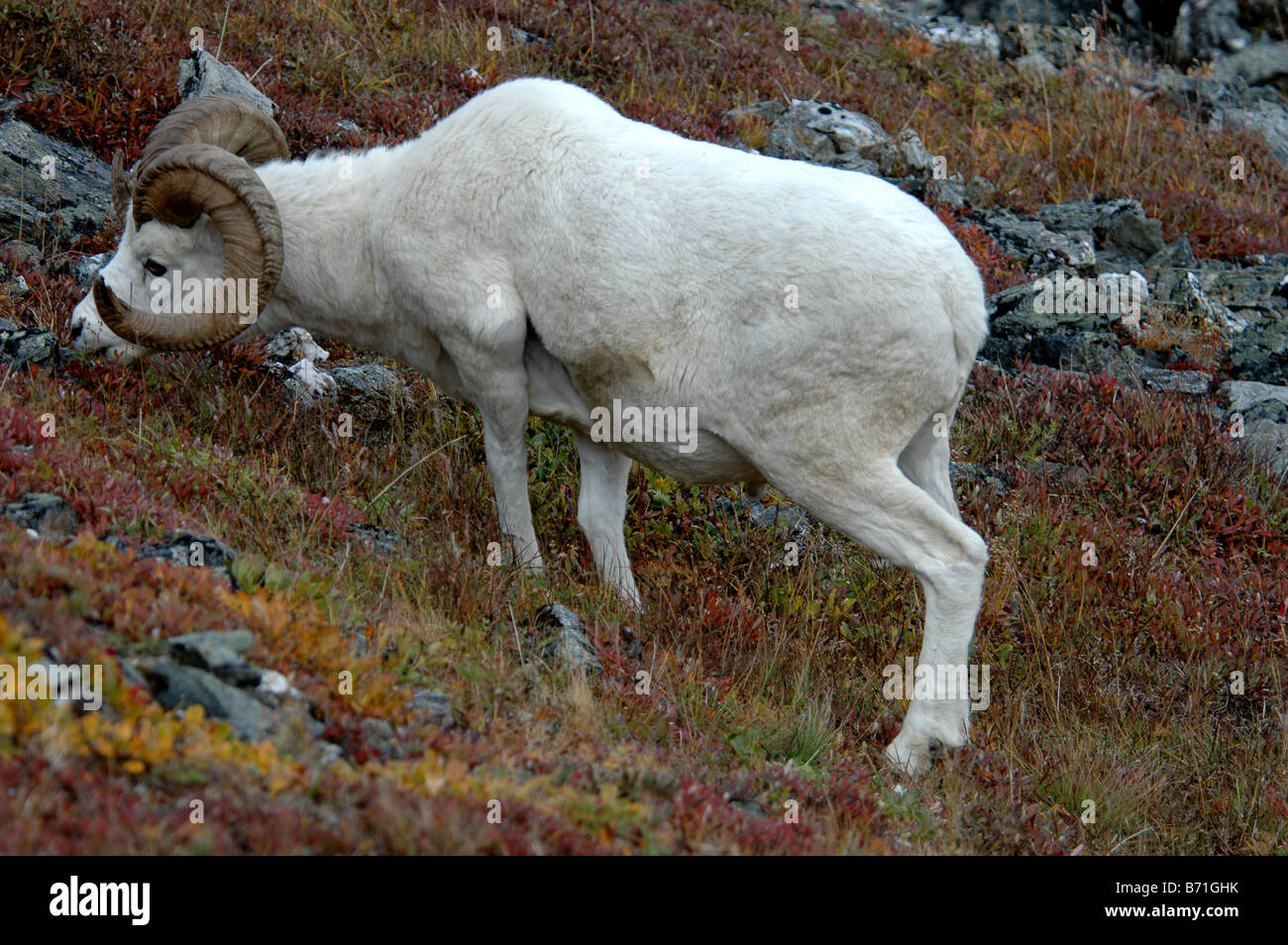 Dall Ram Beweidung Denali Nationalpark, Alaska Stockfoto