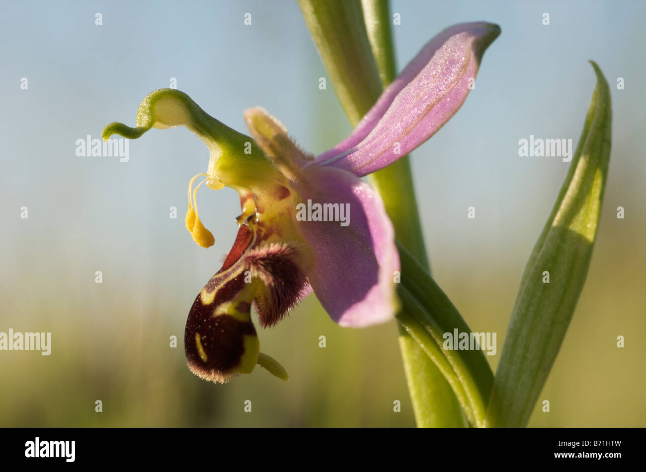 Unbestäubte Bienenorchideenblüte, mit intakter Pollinia, Kreidefläche, Cambridgeshire UK. Stockfoto