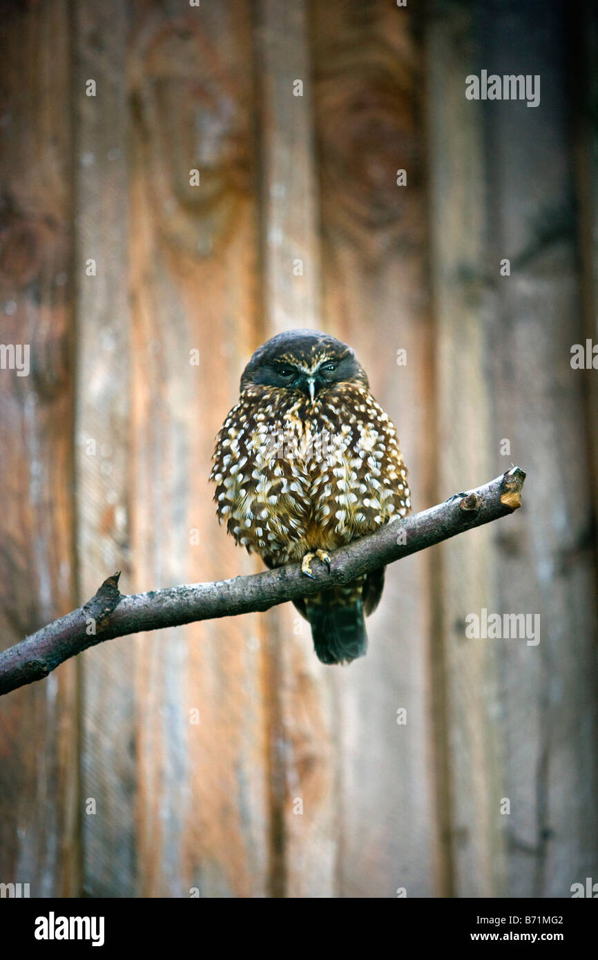 Neuseeland, Südinsel, Queenstown, Morepork Eule (Ninox Novaeseelandiae). Stockfoto