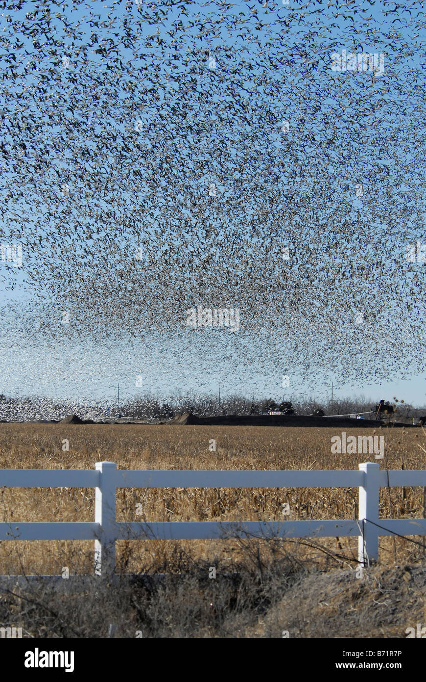 Schneegänse (Anser Caerulescens Caerulescens) fliegt über Feld in Nebraska Stockfoto
