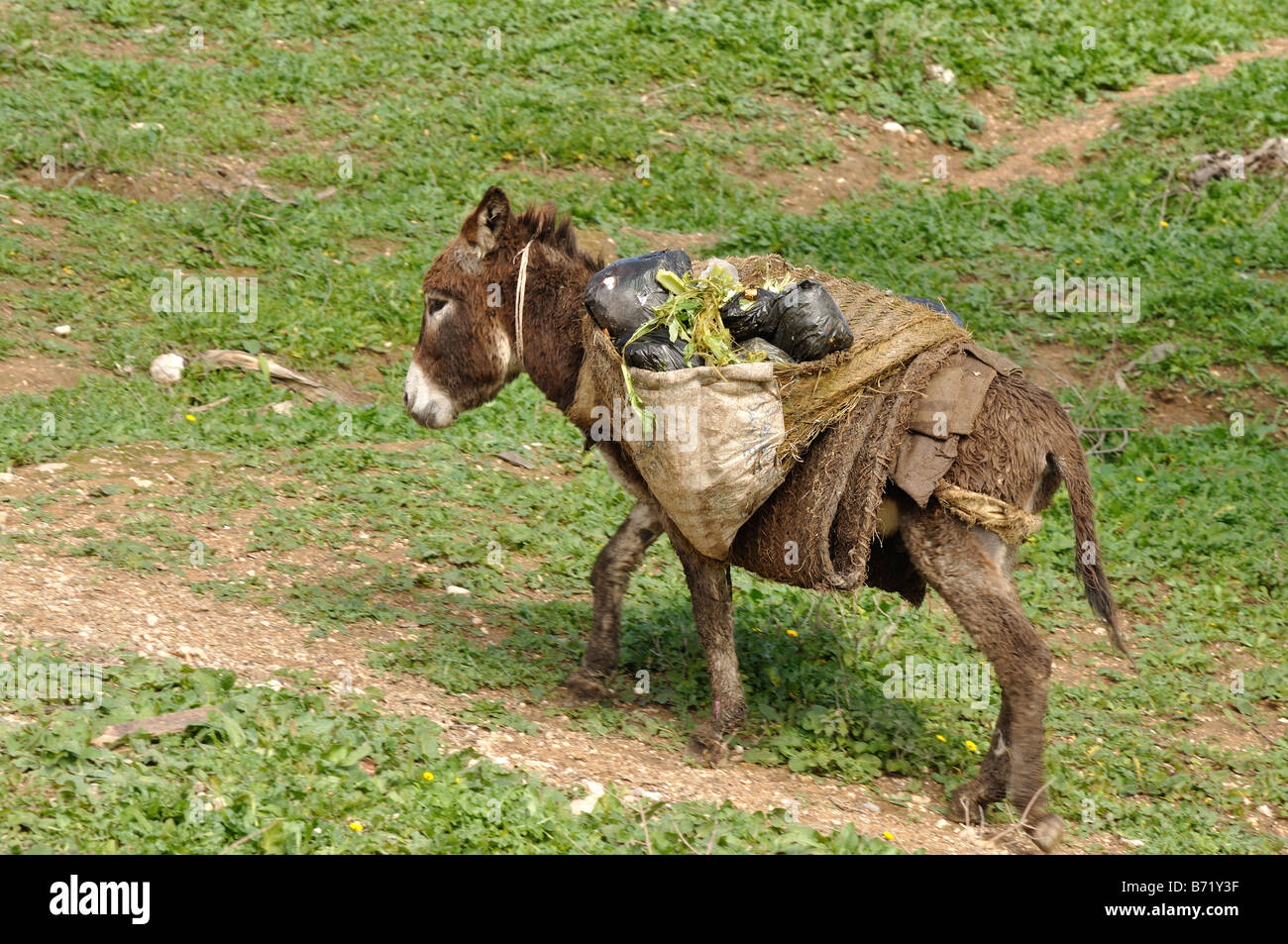 Das Maultier - traditionelle Transportmittel in Marokko Stockfoto