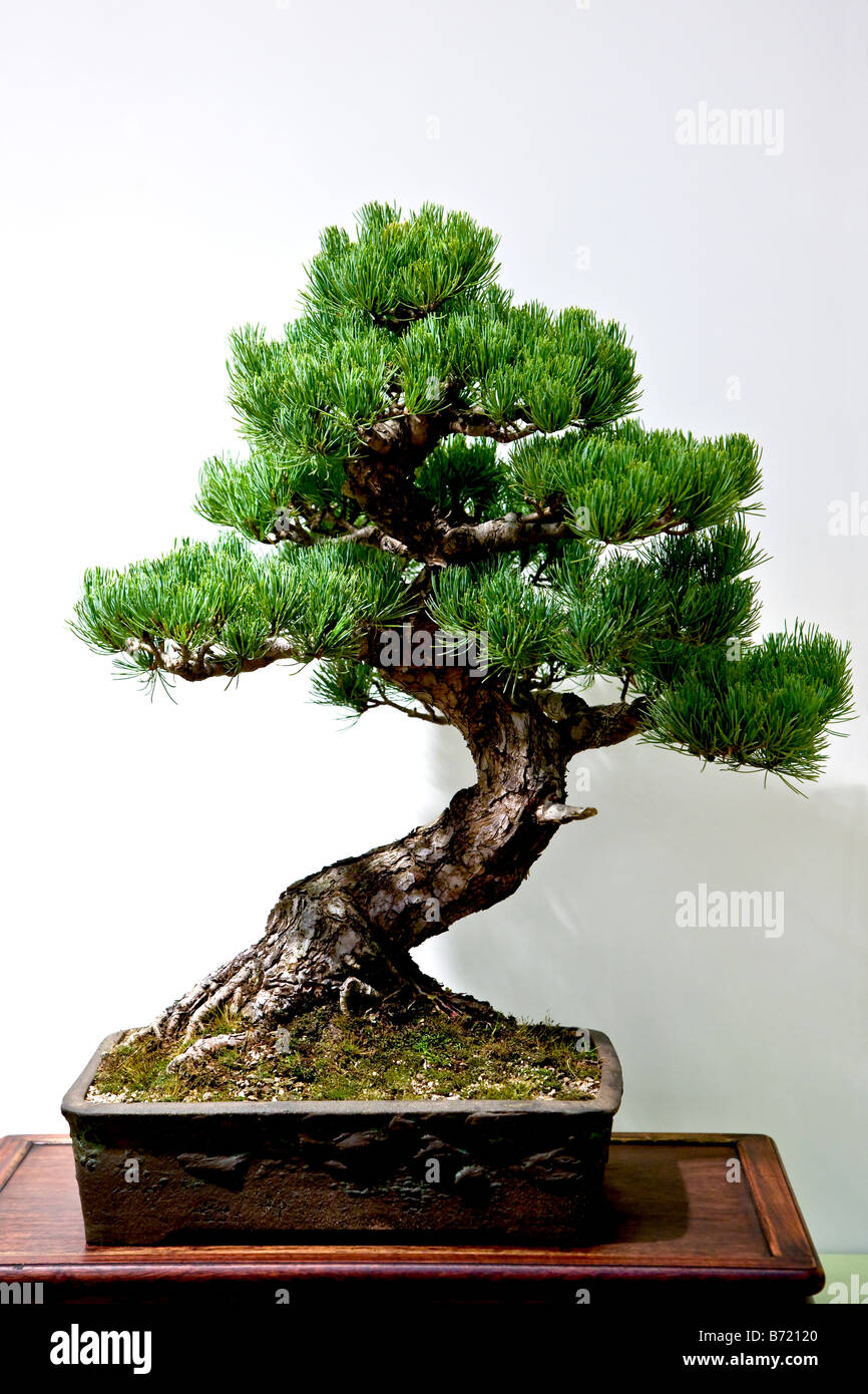 Weiße Kiefer-Bonsai-Baum Stockfoto