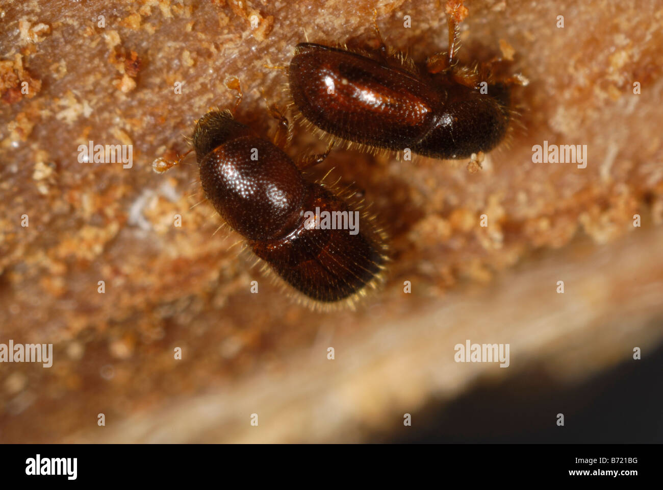 Borkenkäfer Xyleborus sp Holz bohren Käfer in beschädigten Zierbaum Stockfoto