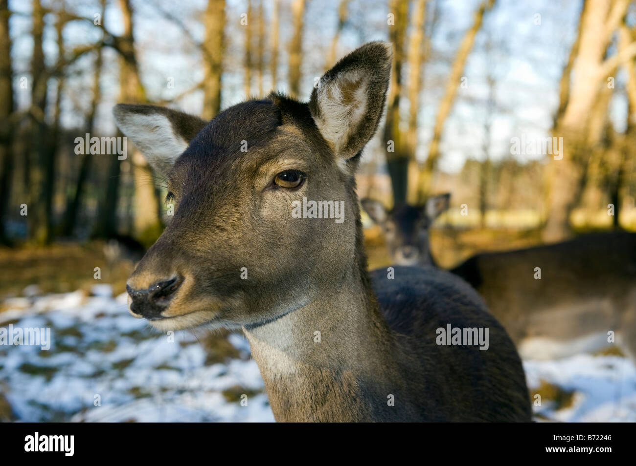 Damhirsch DAMA DAMA Reh Reh winter Winter Schnee kaltes Gesicht Nase Auge Rothirsch Cervus Nippon Elaphus OVIS AMMON MUSI Stockfoto