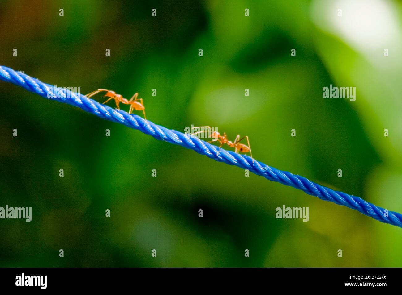 Straße der Ameisen ein Klettertau Stockfoto