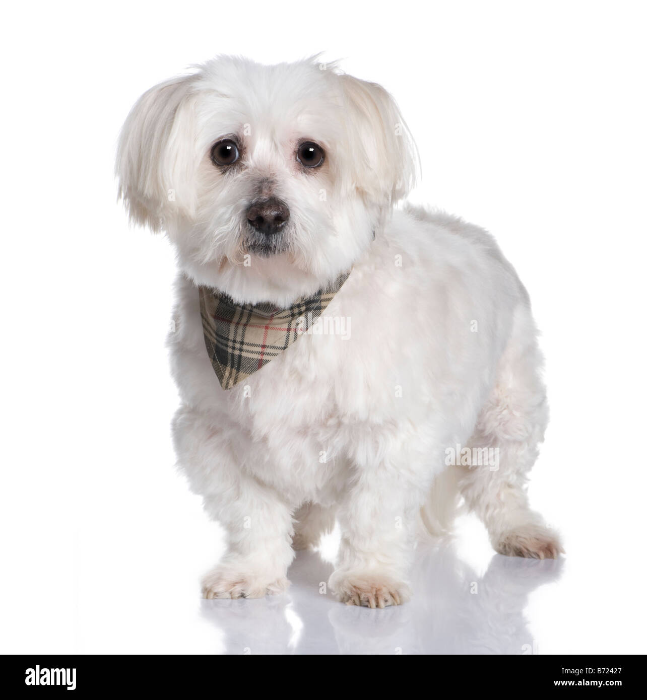 Malteser Hund 13 Jahre vor einem weißen Hintergrund Stockfoto