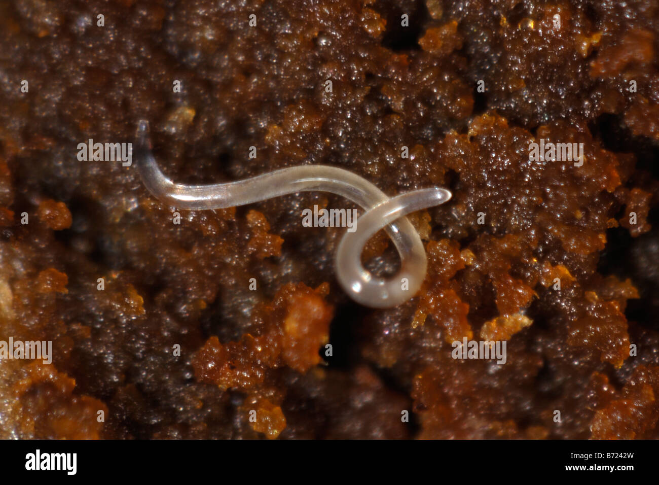Ein Eelworm möglicherweise Ditylenchus sp in faulen Holz Zierbaum Stockfoto