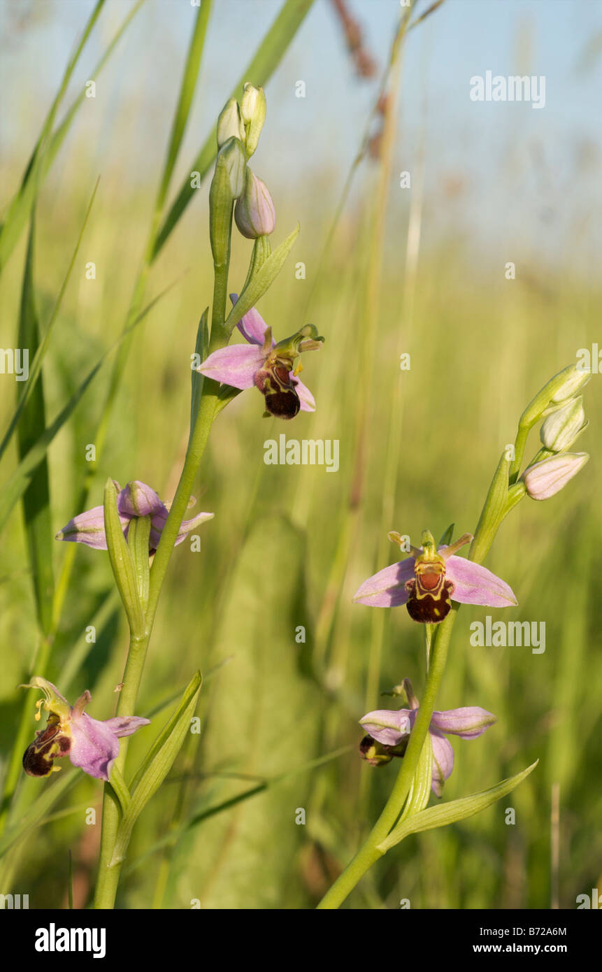 Unbestäubte Bienenorchideenblüte, mit intakter Pollinia, Kreidefläche, Cambridgeshire UK. Stockfoto