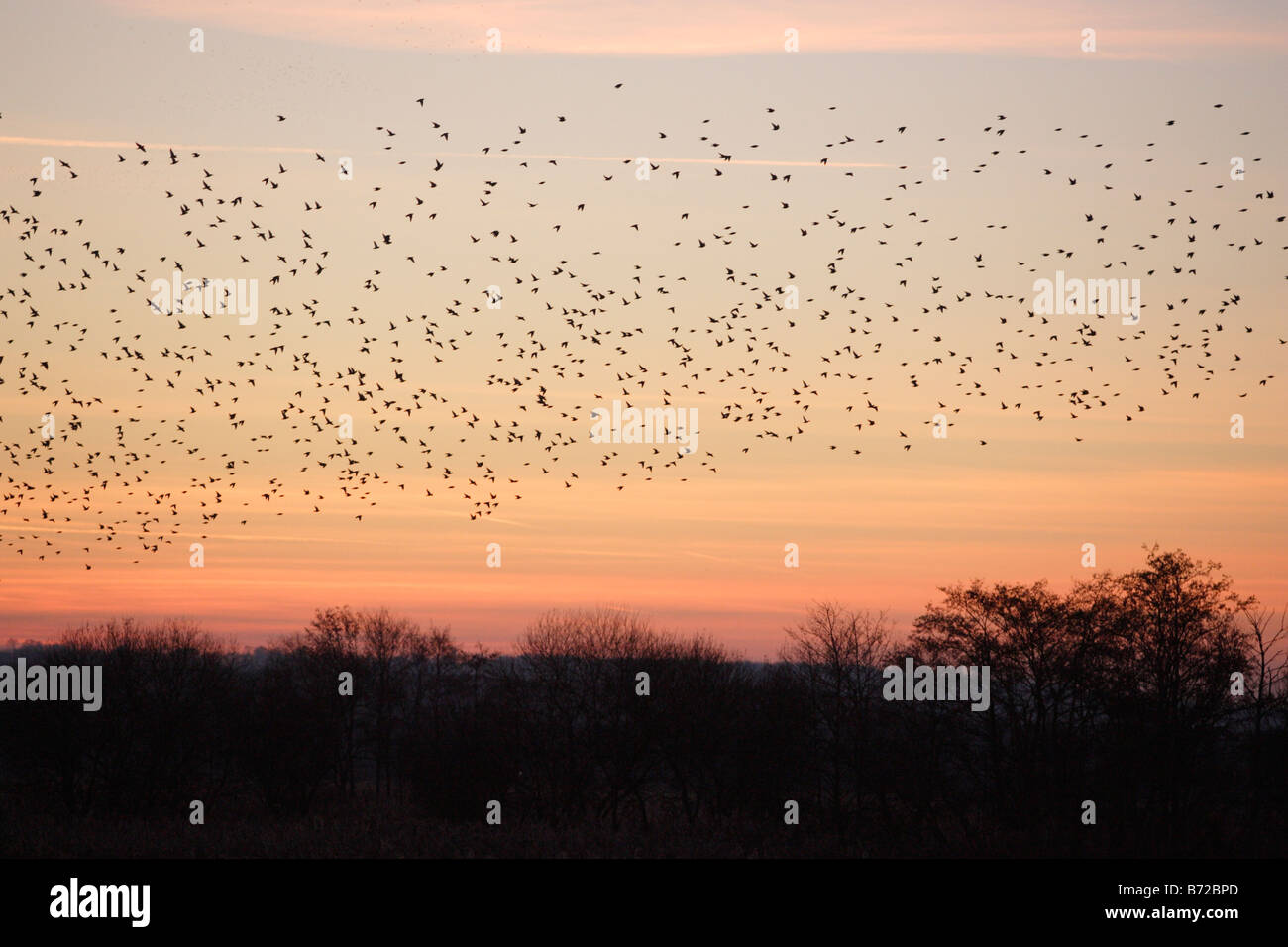 Stare auf Sonnenuntergang Somerset Starling Ebenen Schlafplatz Stockfoto