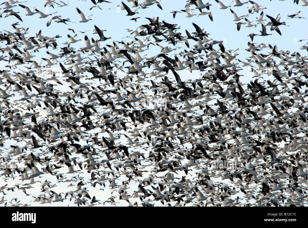 Schneegänse (Anser Caerulescens Caerulescens) Herde im Flug Stockfoto