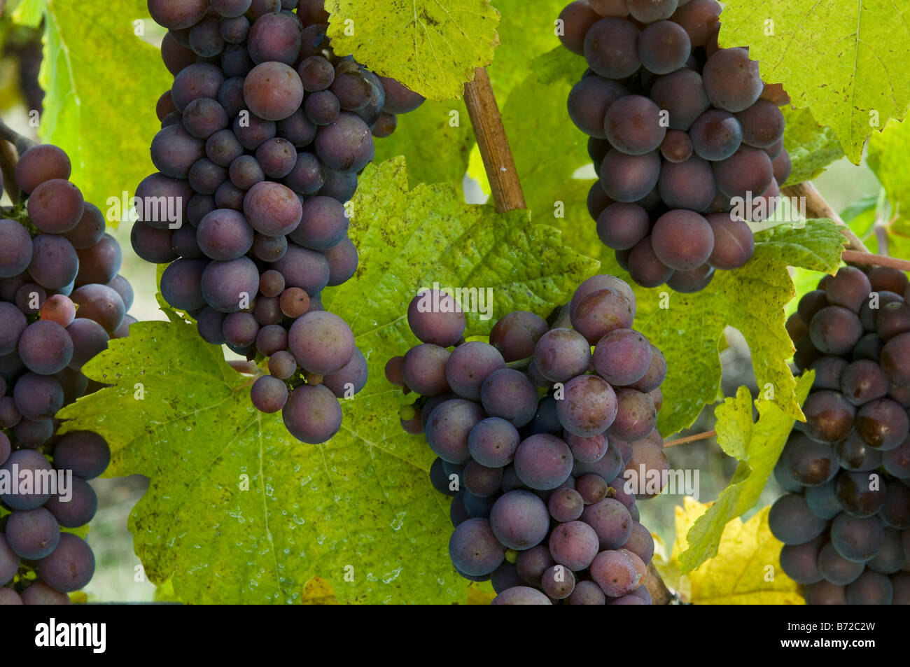 Pino Gris Trauben Kramer Weinberge, Willamette Valley, Oregon. Willamette Valley produziert Weine der Welt-Klasse. Stockfoto