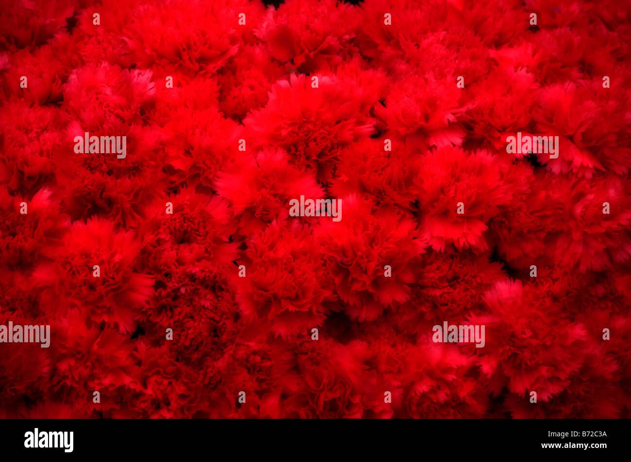 Rote Nelke Wallpaper Hintergrund Stockfoto