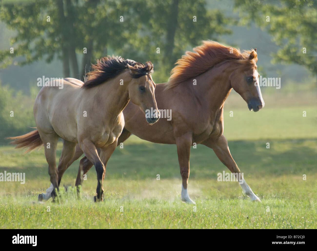 Zwei American Quarter Horses Toben im Freiland Stockfoto