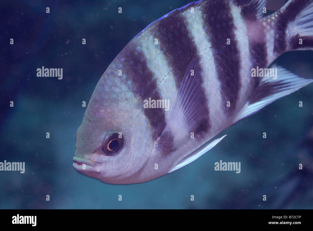 Scissortail Sergeant Abudefduf Sexfasciatus Mahe, Seychellen, Indischer Ozean Stockfoto