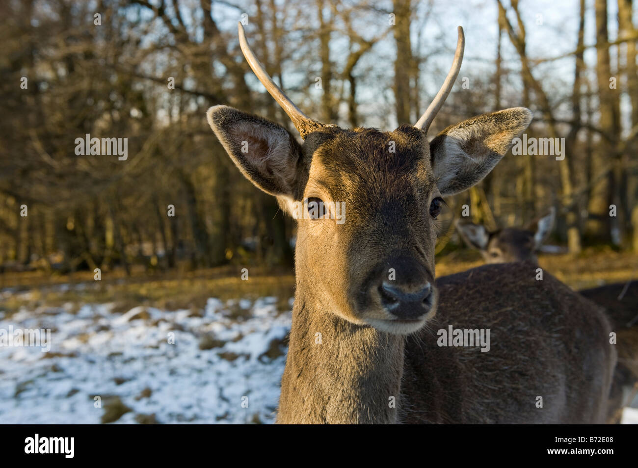 Damhirsch DAMA DAMA Reh Reh winter Winter Schnee kaltes Gesicht Nase Auge Rothirsch Cervus Nippon Elaphus OVIS AMMON MUSI Stockfoto