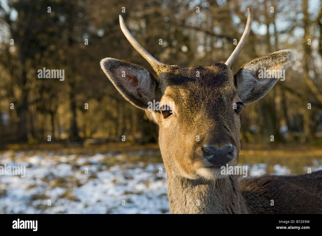 Damhirsch DAMA DAMA Reh Reh winter Winter Schnee kaltes Gesicht Nase Auge Rothirsch Cervus Nippon Elaphus OVIS AMMON MUSI Stockfoto