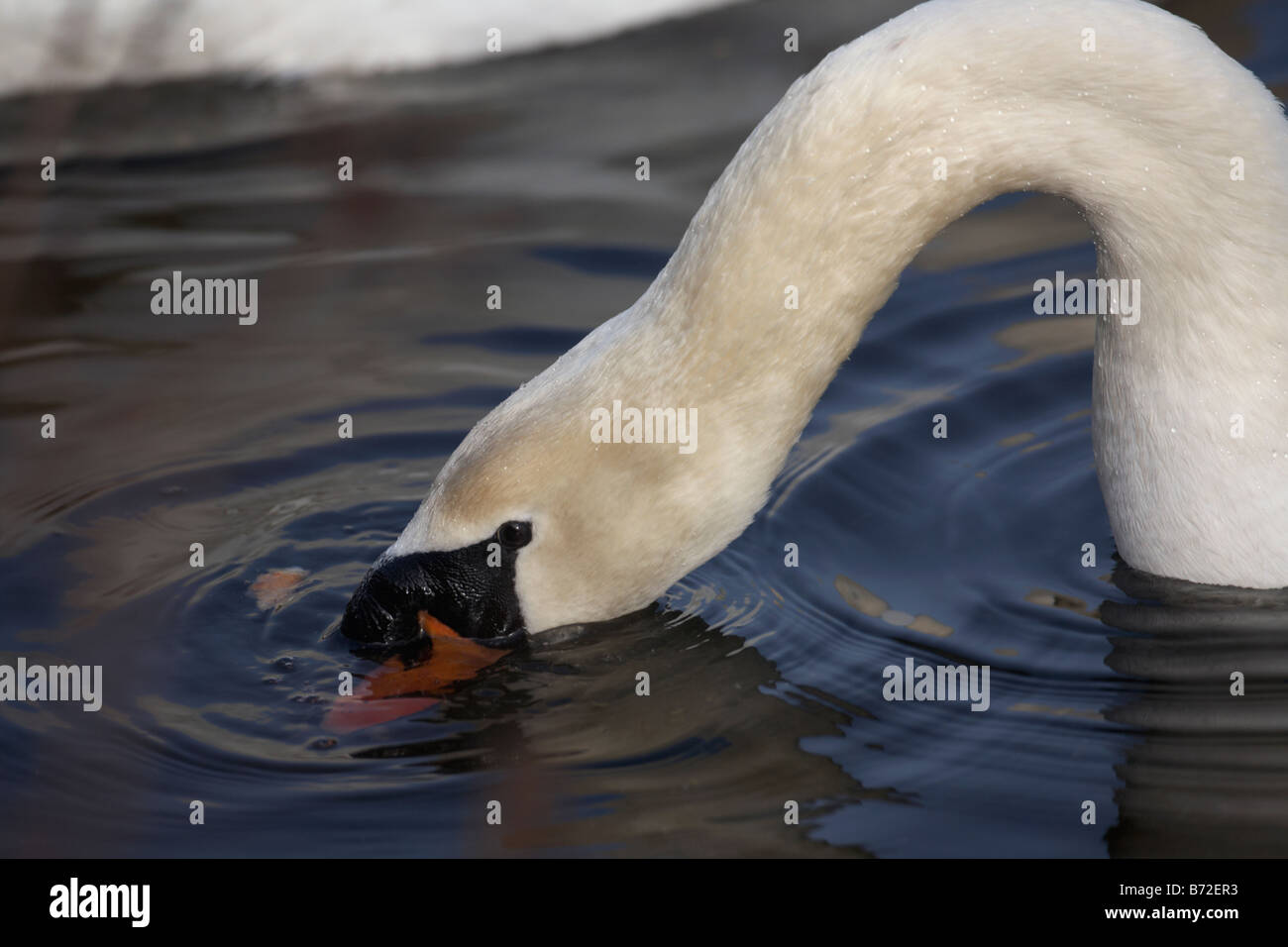 Höckerschwan Cygnus Olor Fütterung auf Brot Flocken auf einem See im County down Nordirland Vereinigtes Königreich Stockfoto