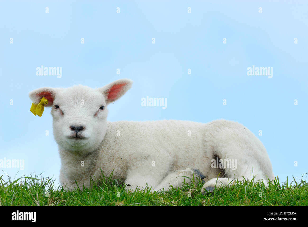 niedliche Lamm auf dem Rasen im Frühjahr Stockfoto