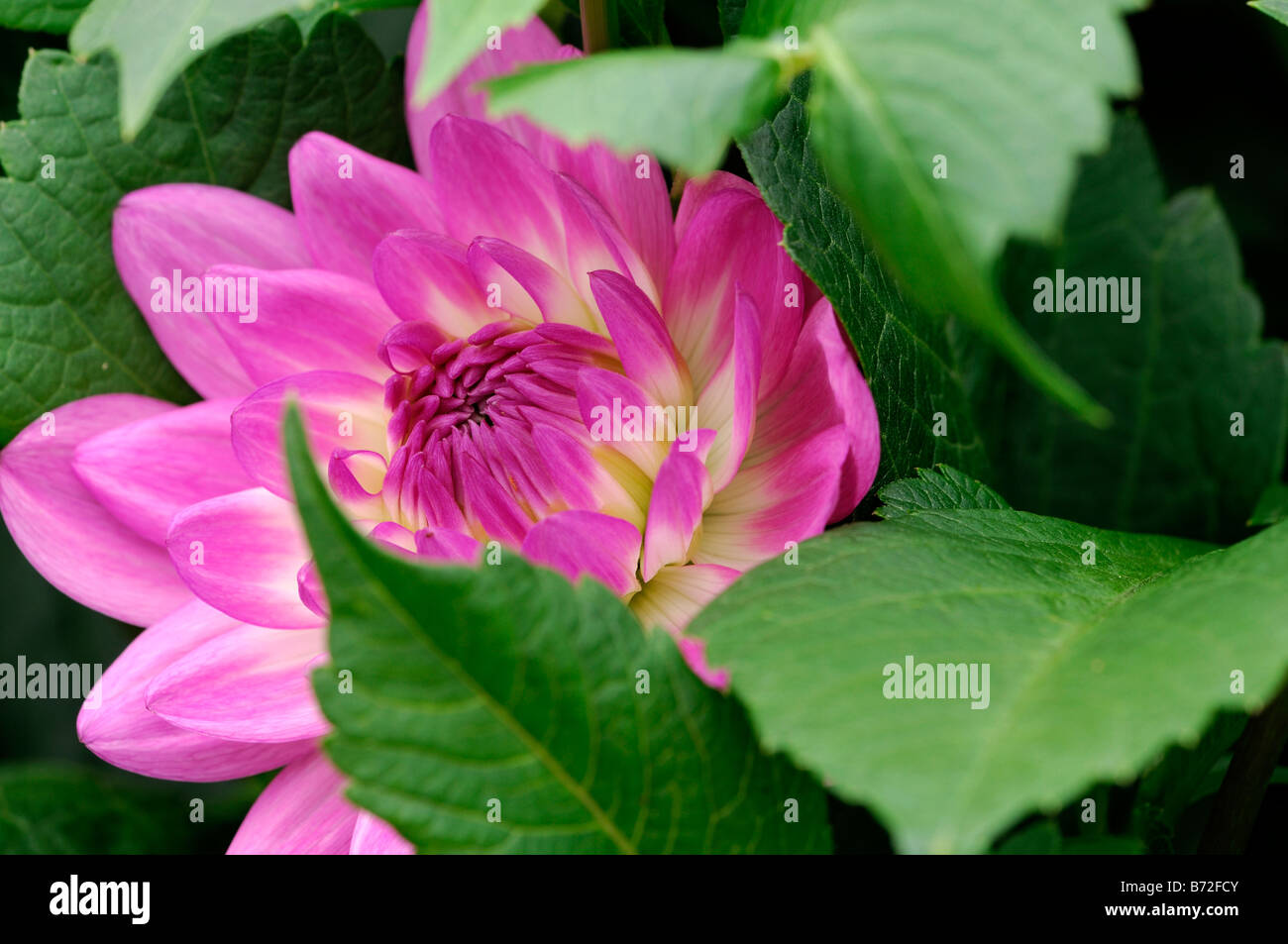 Dahlie X hortensis 'Nepos' Wasser Lilly Typ Lavendel Stockfoto