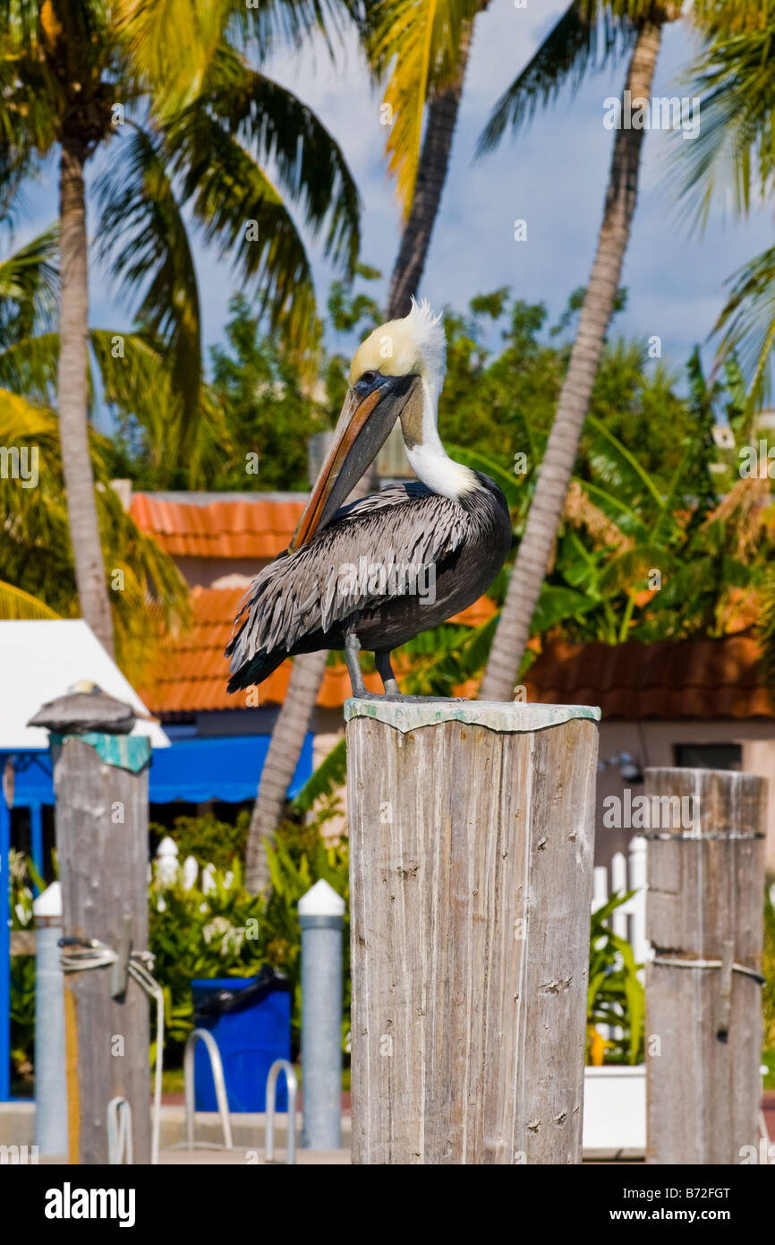 Florida West Palm Beach Sailfish Marina Brauner Pelikan, pelecanus occidentalis Aalen in der Sonne Stockfoto